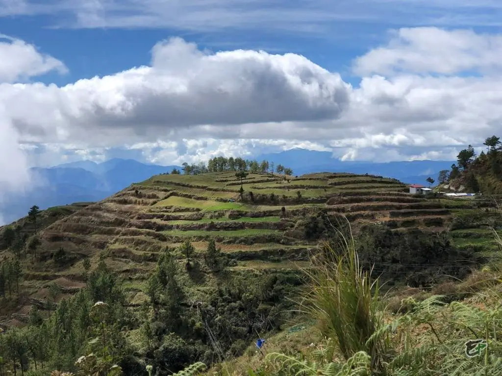 Cultivated Hillside Mount Pulag