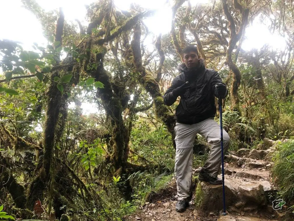 Mossy Forest, Mount Pulag