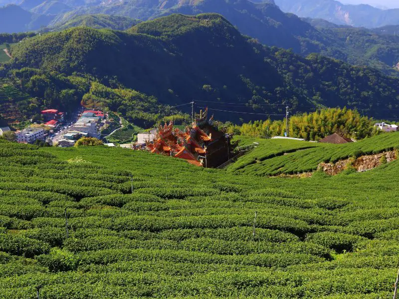 Alishan Tea Fields, Taiwan