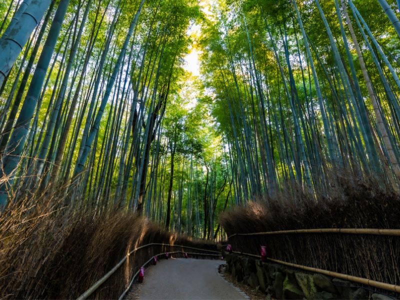 Arashimaya Bamboo Forest, Kyoto, Japan
