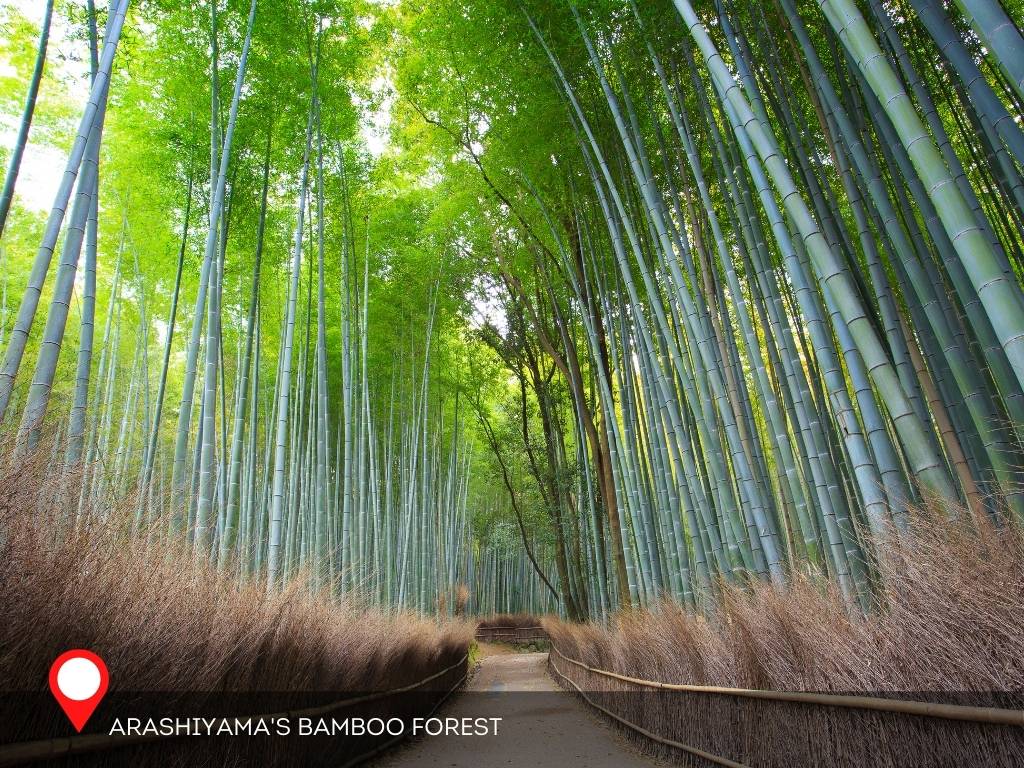 Arashiyama's Bamboo Forest, Kyoto, Japan