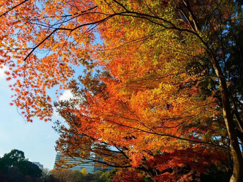 Autumn colors in Koishikawa Korakuen Gardens, Tokyo, Japan