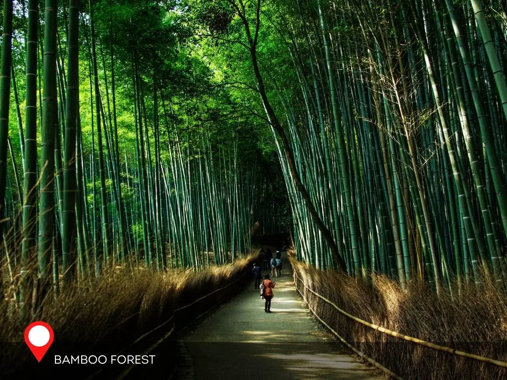 Bamboo Forest, Arashimaya, Kyoto Japan