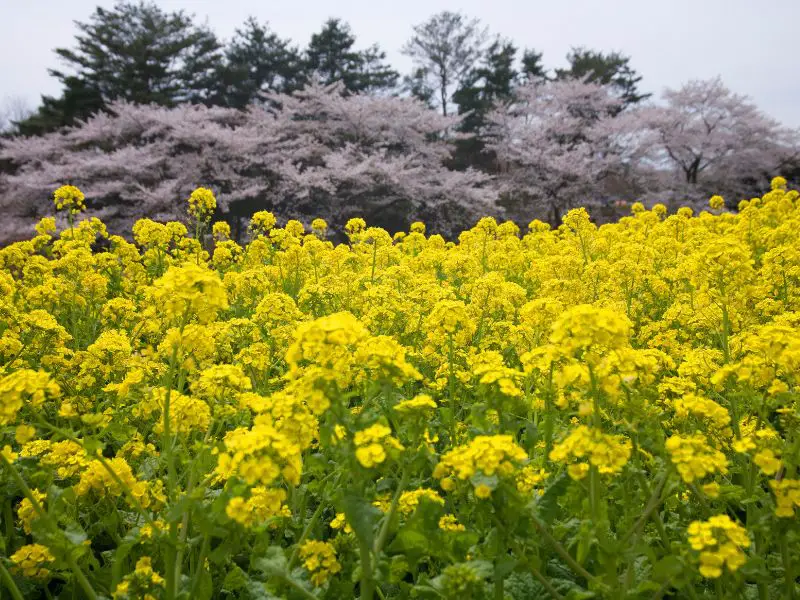 Cherry Blossom Garden in Showa Memorial Park, Tokyo, Japan