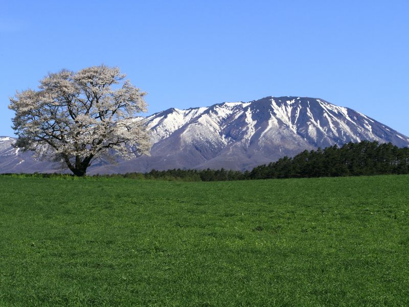 Cherry Tree and Mount Iwate, Mount Iwate, Mountains in Japan, Japan
