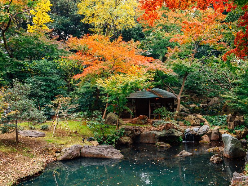 Pond in the forest of Rikugien Gardens, Tokyo, Japan