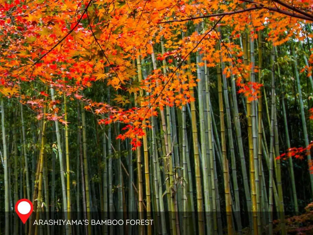 Arashimaya Bamboo Forest, Kyoto