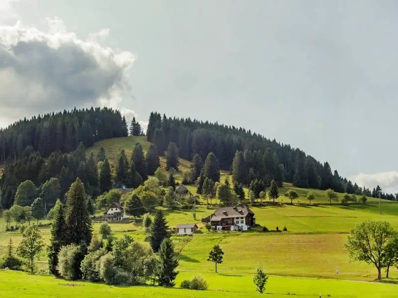 Meadows in the Black Forest