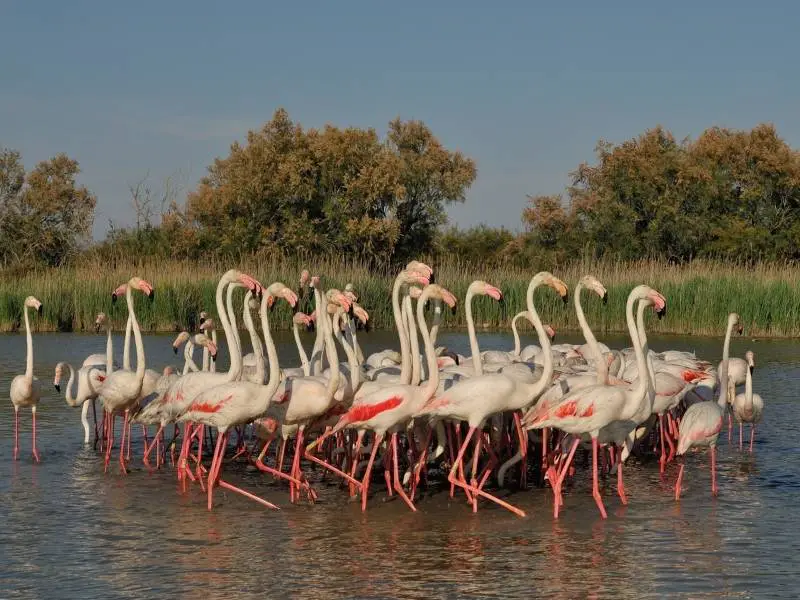 Flamingoes in Camargue Natural Regional Park, Reason to visit Avignon