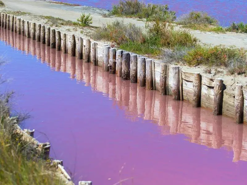Aigues Mortes France, The pink water seen from the pathways in the Salins