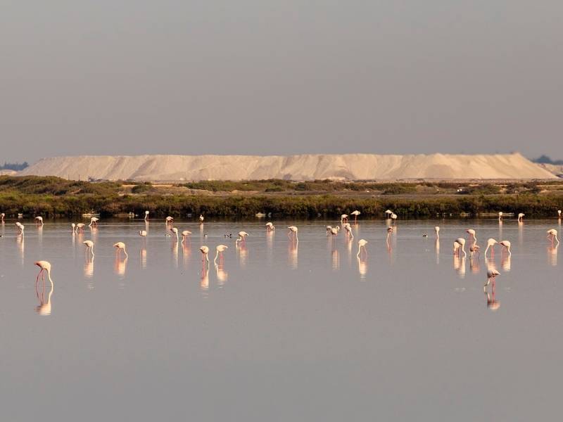 Aigues Mortes France, Dusk in the Salins near Aigues-Mortes (Flamingoes everywhere)