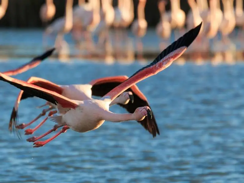 Aigues Mortes France, Flying flamingoes in Camargue
