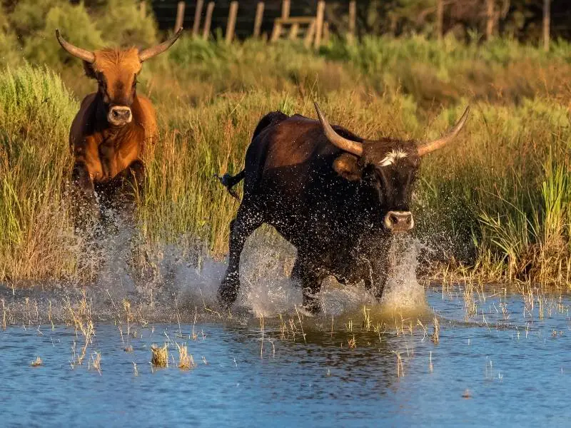 Aigues Mortes France, The black bulls of Camargue region