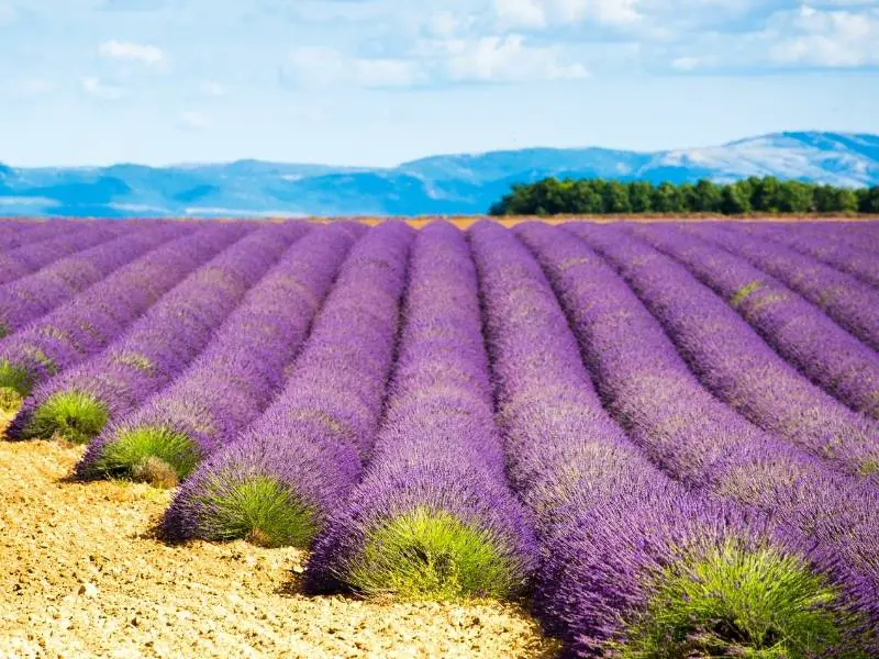 Moustiers Sainte Marie France - Instagrammable lavender fields in Valensole