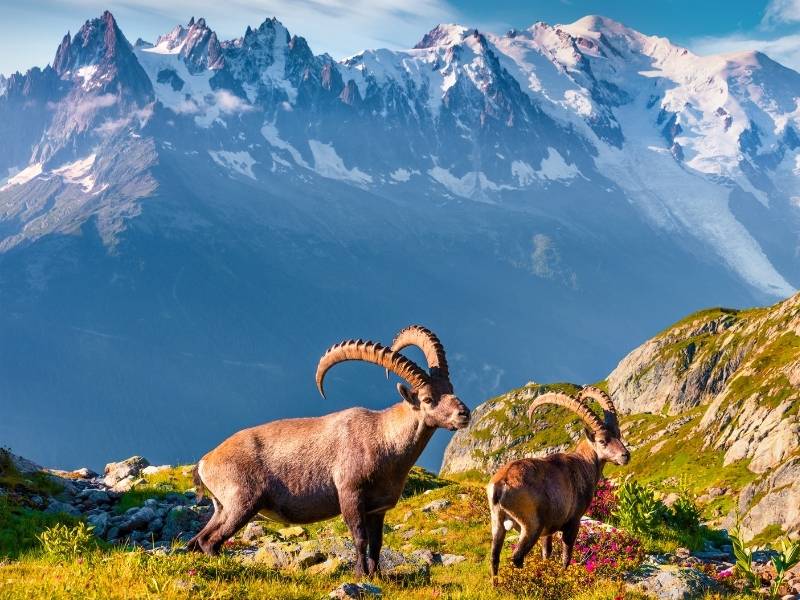 Chamonix France, Alpine Ibex in Chamonix