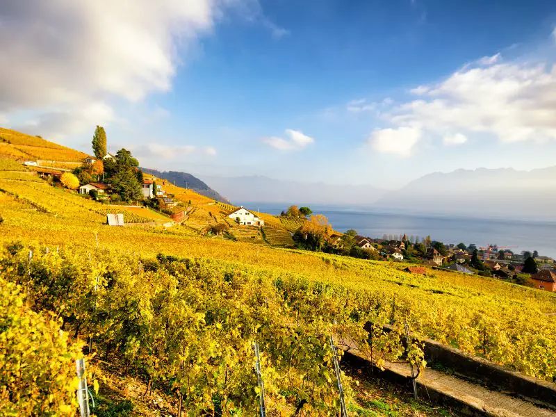 Montreux Switzerland, Golden hour in Lavaux Vineyard