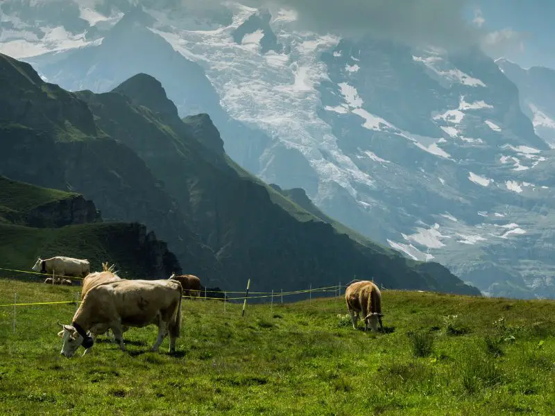 Cattle in Lauterbrunnen valley