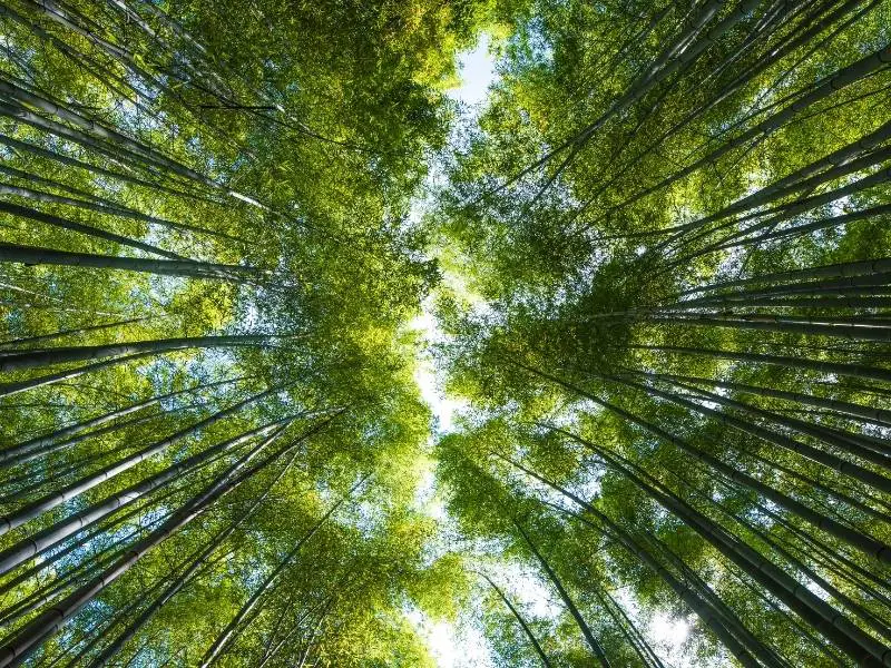 Arashimaya-Bamboo-Forest-Kyoto-Japan-2