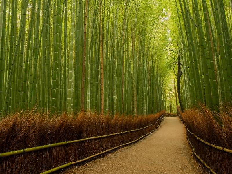 Arashimaya Bamboo Forest, Kyoto, Japan
