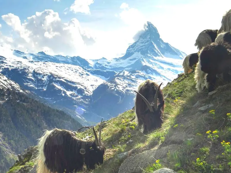 Blackneck Goats, Zermatt, Switzerland