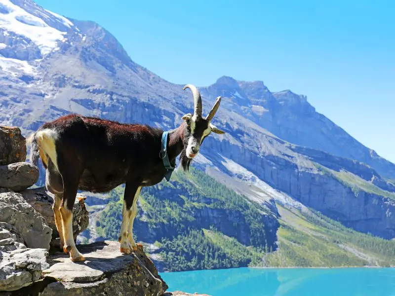 Goat in Swiss Alps, Switzerland