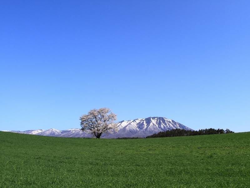 Solitary-Cherry-Tree-Koiwai-Farm-Matsuoyoriki-Hachimantai-Iwate-Japan