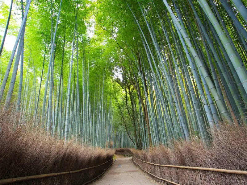 Arashiyamas-Bamboo-Forest-Kyoto-Japan-Natural-Attractions-in-Kyoto