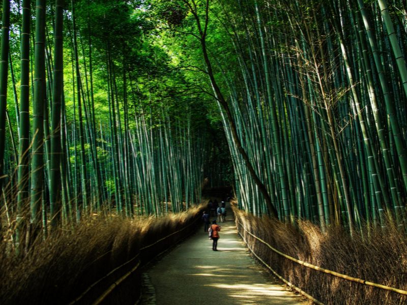Bamboo Forest, Arashimaya — Reason to visit Kyoto, Japan