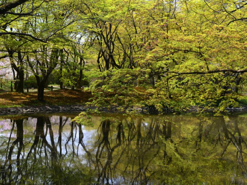 Pond-in-Kyoto-Botanical-Garden-Kyoto-Japan-Natural-Attractions-in-Kyoto